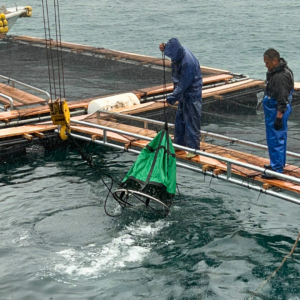 【養殖サーモントラウト】受け入れ（馴致）の撮影に行ってきました😊